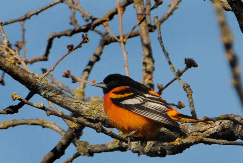 DSC_5487.jpg - Oriole