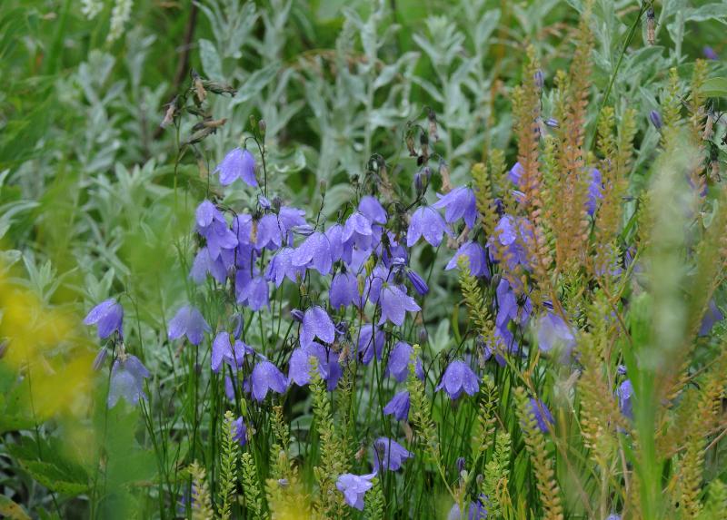 DSC_6085.jpg - Bluebells in the morning dew