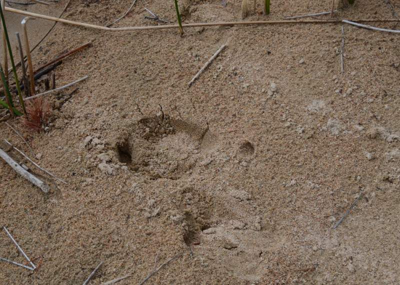700_4666.jpg - Caribou tracks