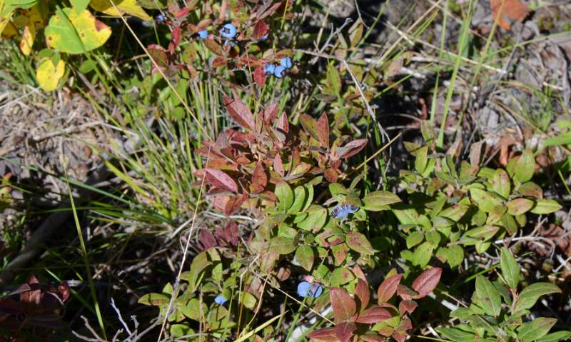 700_4965.jpg - and plentiful blueberries along the way