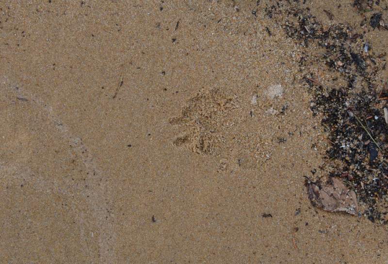 700_5083.jpg - Wolf track on the beach