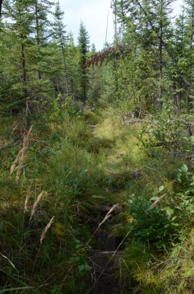 700_5194.jpg - more swamp....