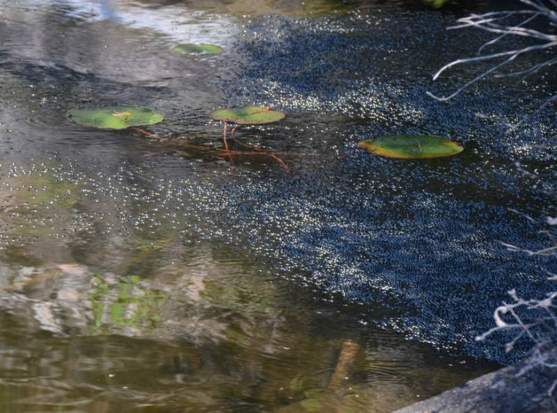 700_5250.jpg - Waterbugs