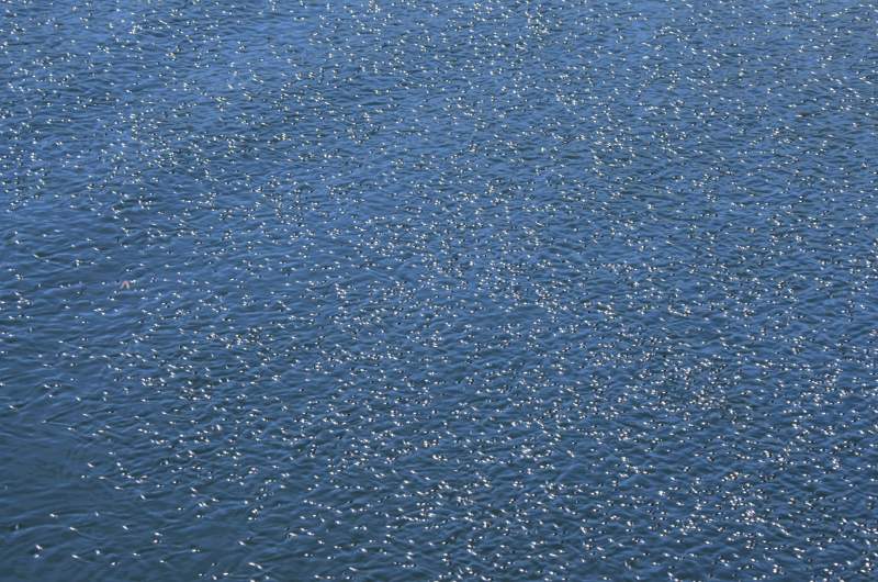 700_5252.jpg - Waterbug watershow