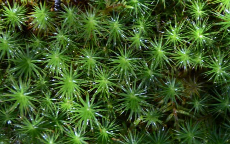700_5284.jpg - Glistening dew