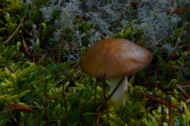 700_5306.jpg - Cool little mushroom