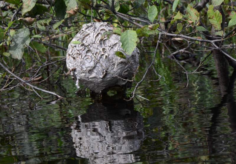 700_5392.jpg - A wasp nest