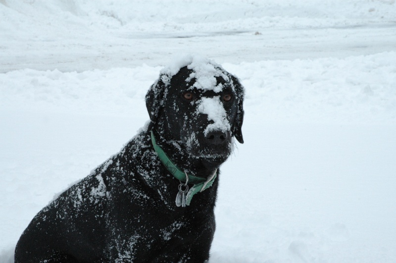 DSC_6345.JPG - Buddy loves the snow!