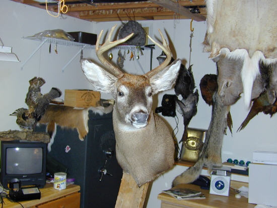 buck1.jpg (49132 bytes)