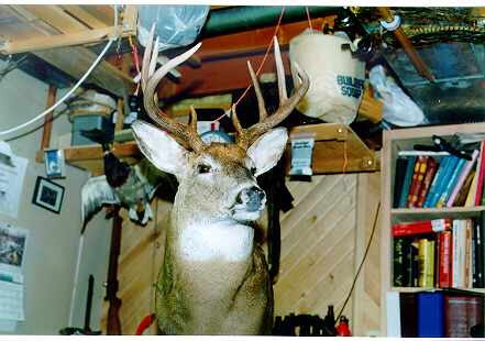 deer.jpg (22599 bytes)
