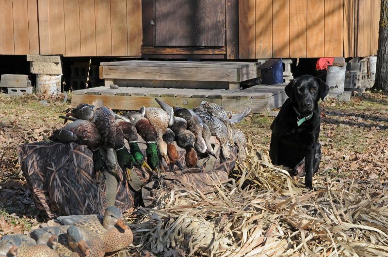 ducks.jpg