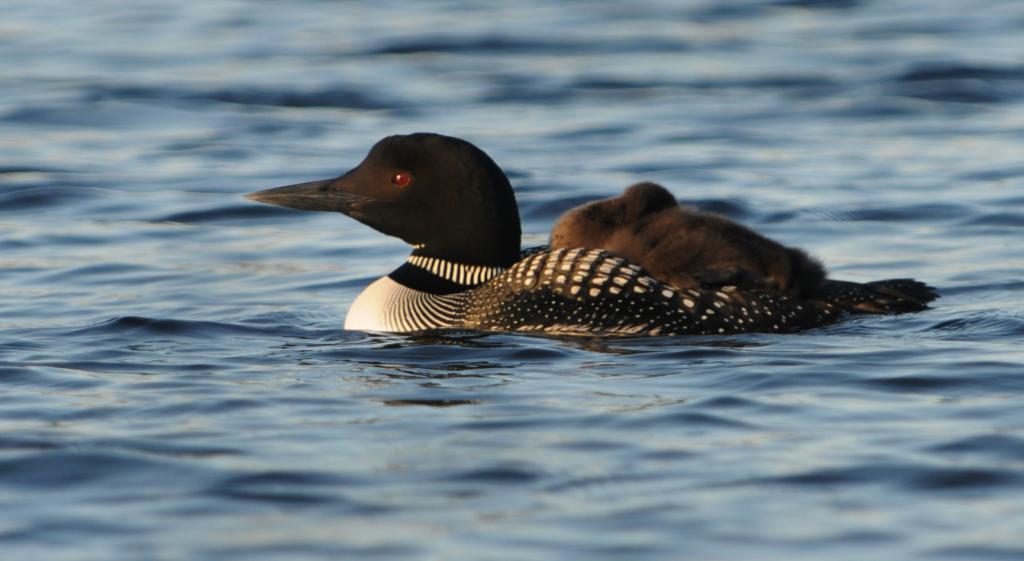 DSC_1064.jpg - Baby Loon getting a ride