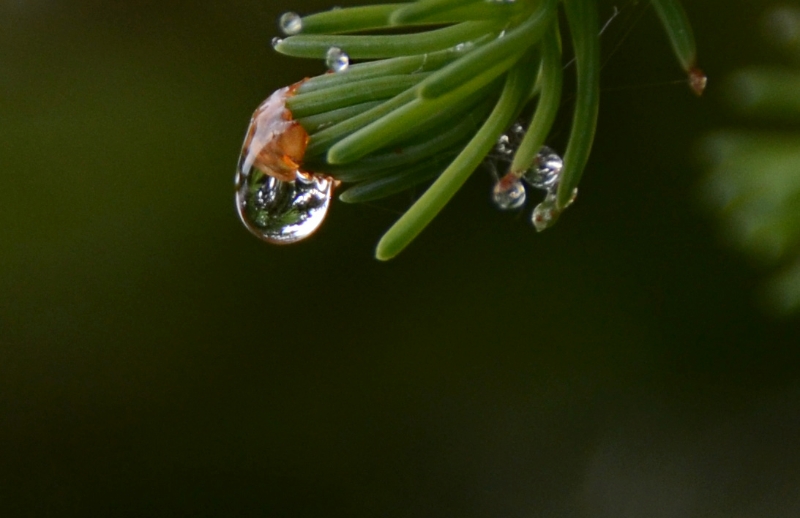 700_2944.jpg - Pine reflections