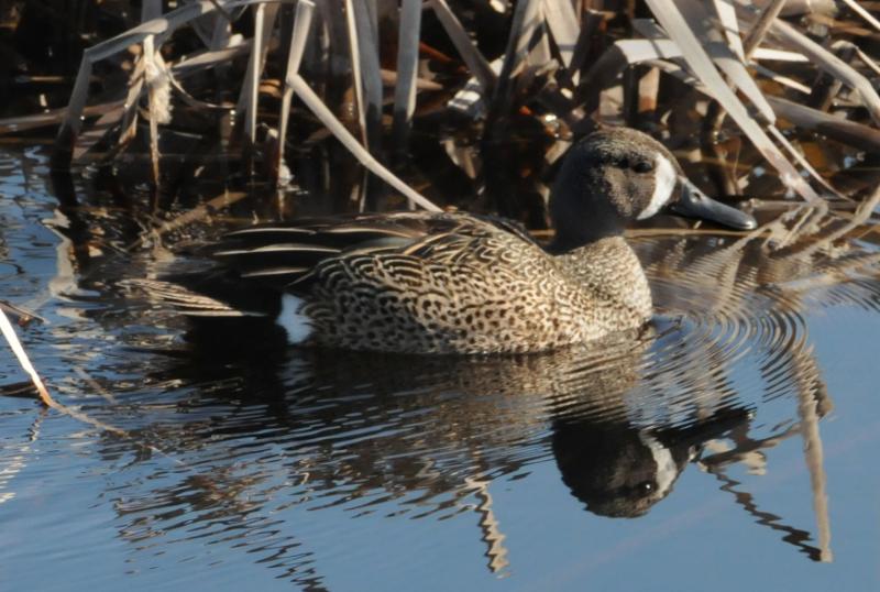 DSC_5578.jpg - Blue winged teal