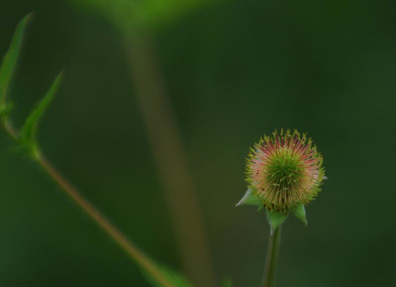 DSC_1285.jpg