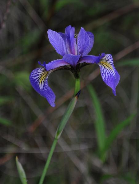 DSC_1365.jpg