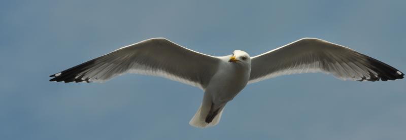 DSC_1468.jpg