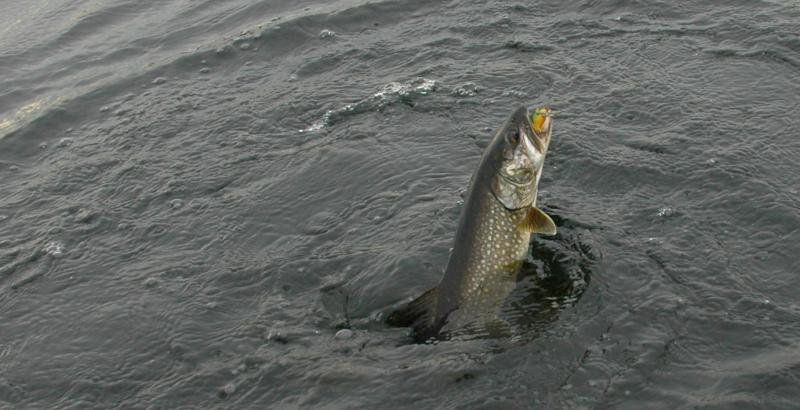DSC_2017.jpg