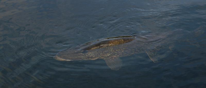 DSC_2037.jpg
