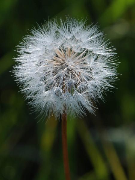 dandy.jpg