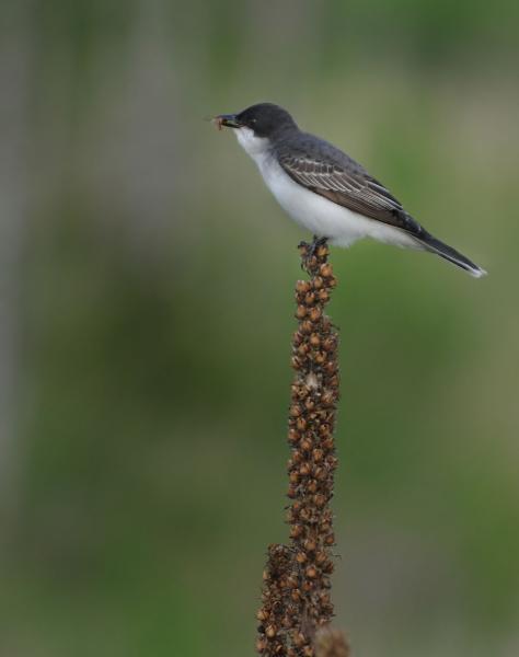 flycatcher.jpg