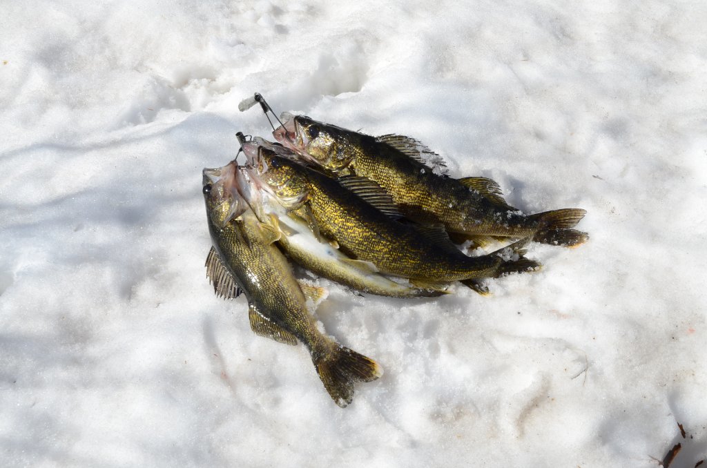 700_4341.jpg - Cold Water Walleye