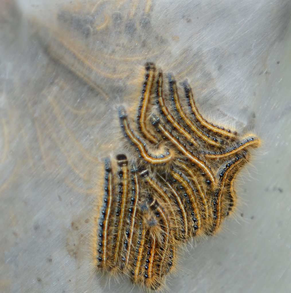 700_4892.jpg - Tent Caterpillars