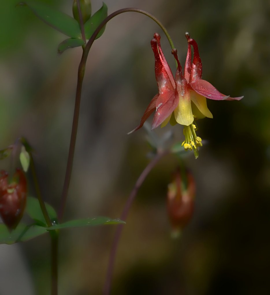 700_4907.jpg - Columbine 