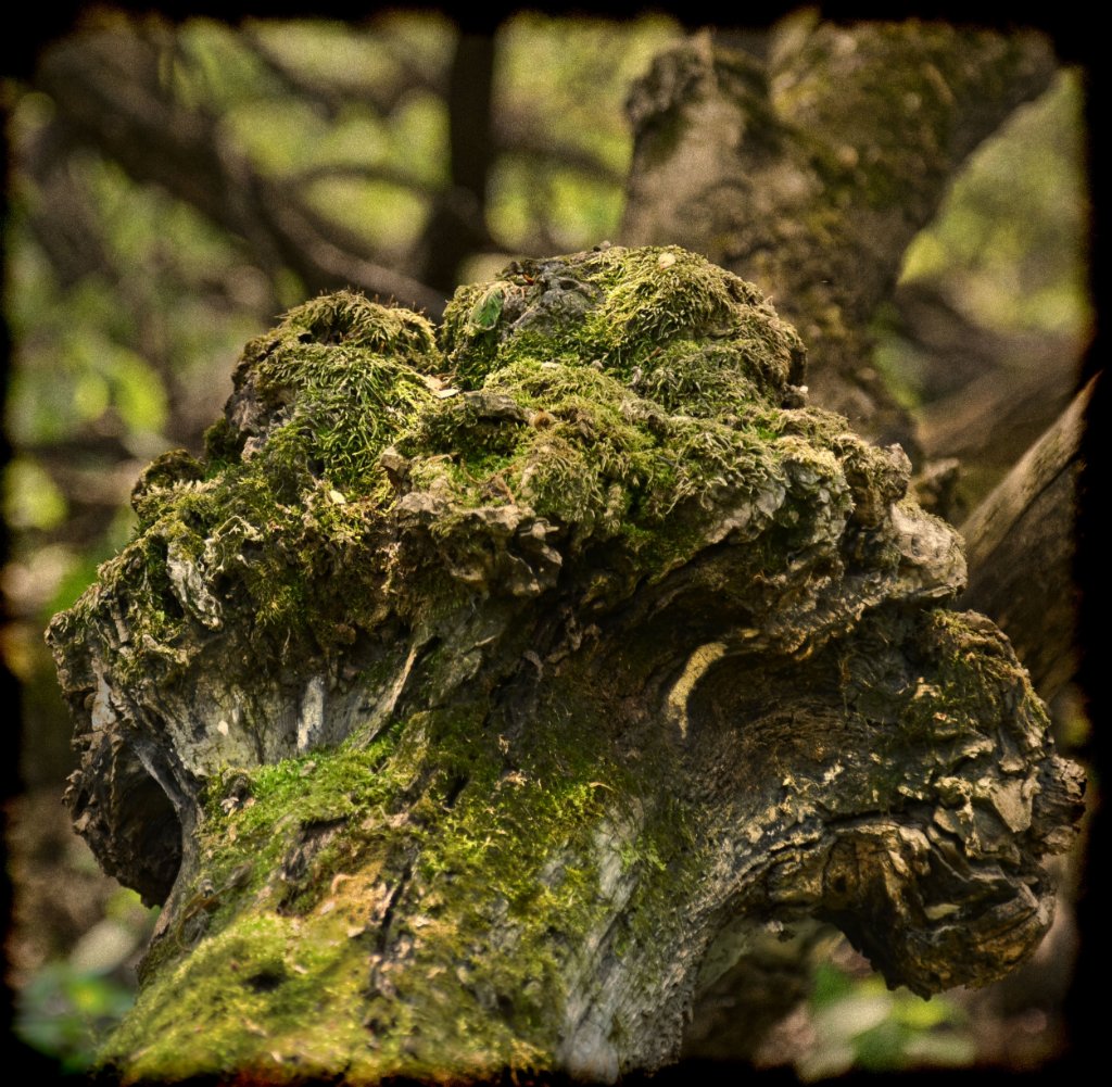 700_4936.jpg - Gnarly Moss