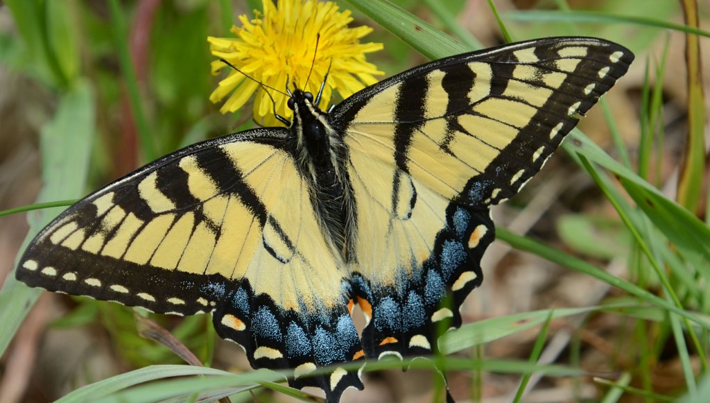 700_5019.jpg - Anise Swallowtail