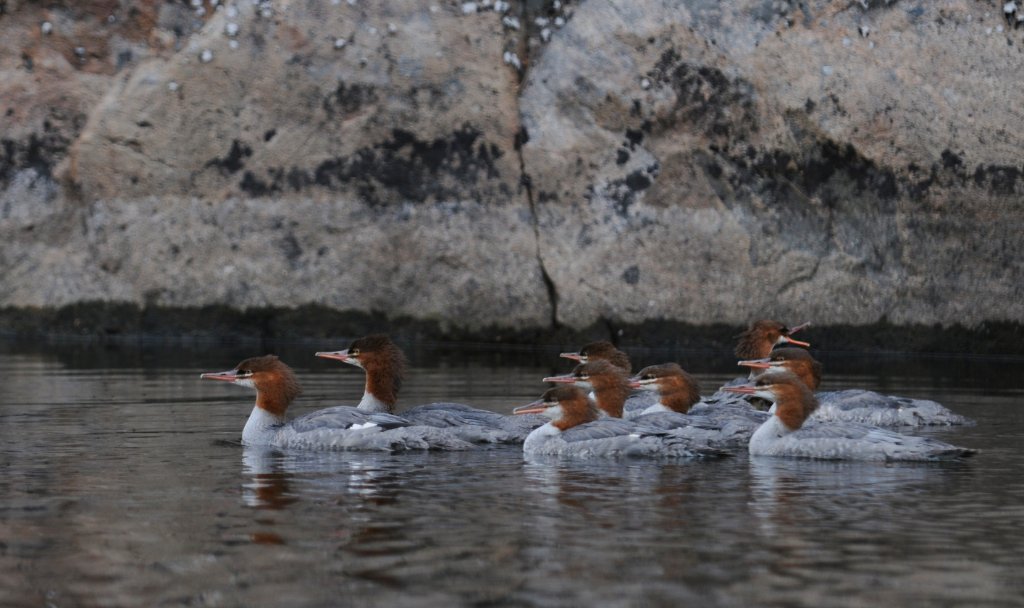 DSC_0036.jpg - The Nonconformist