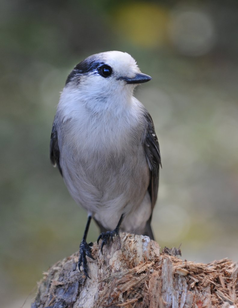 DSC_0086.jpg - The Grayjay
