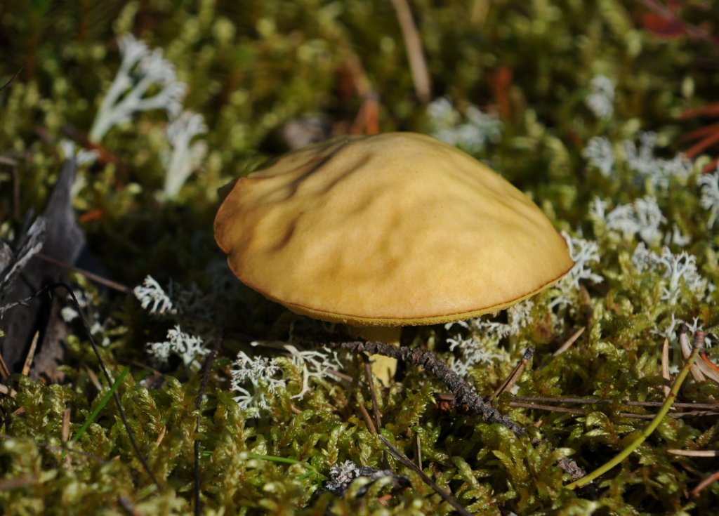 DSC_0100.jpg - Magic Mushroom