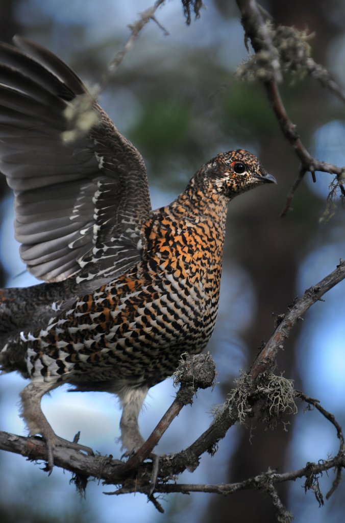 DSC_0168.jpg - Winging It