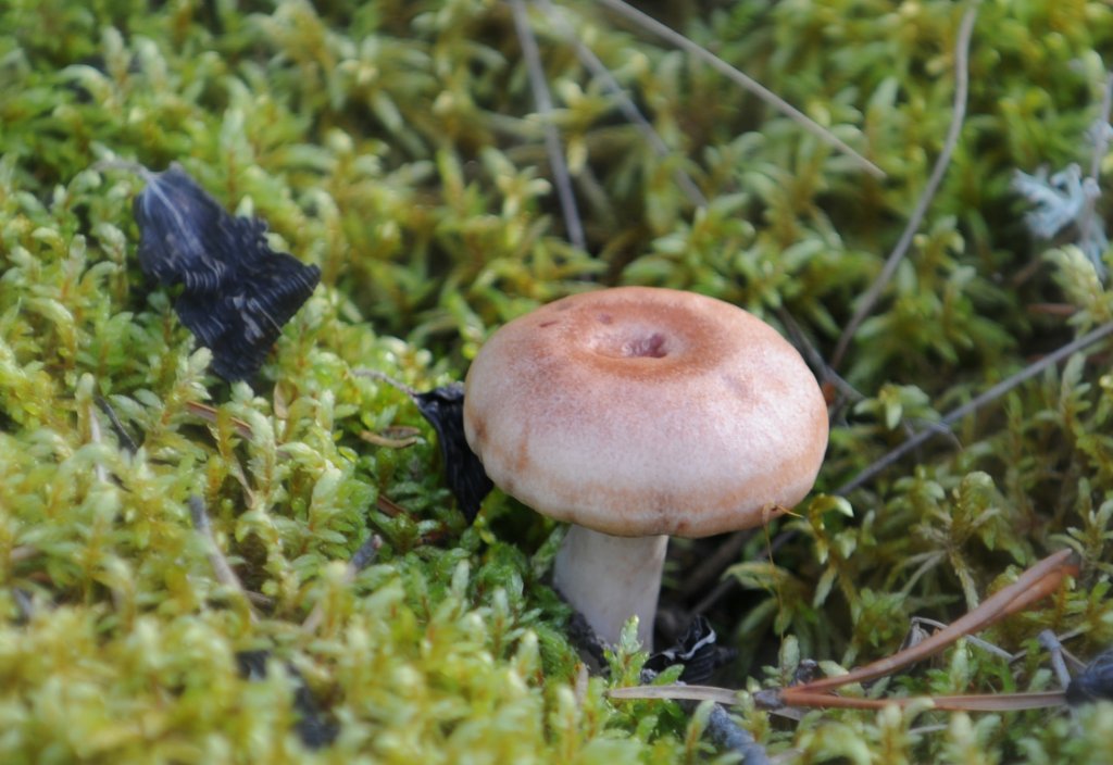 DSC_0174.jpg - Mushroom