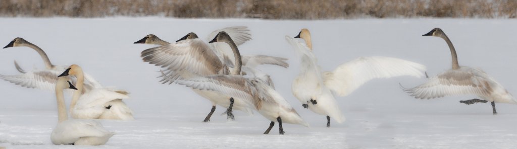 DSC_0669.jpg - Swan Dance