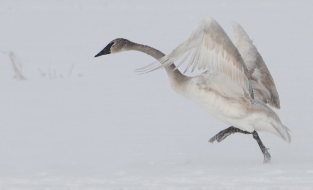 DSC_0684.jpg - Wings