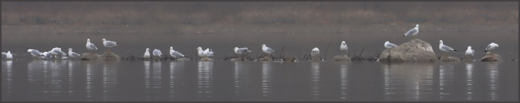 DSC_8624.jpg - Gray Morning Gulls