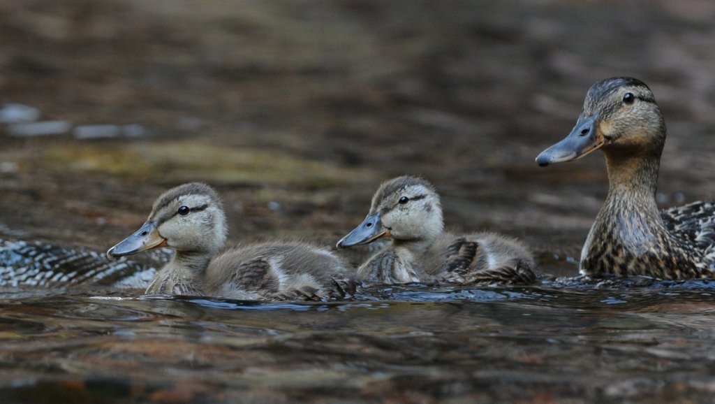DSC_9483.jpg - Mom and her Ducklings