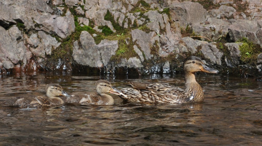 DSC_9498.jpg - Quack