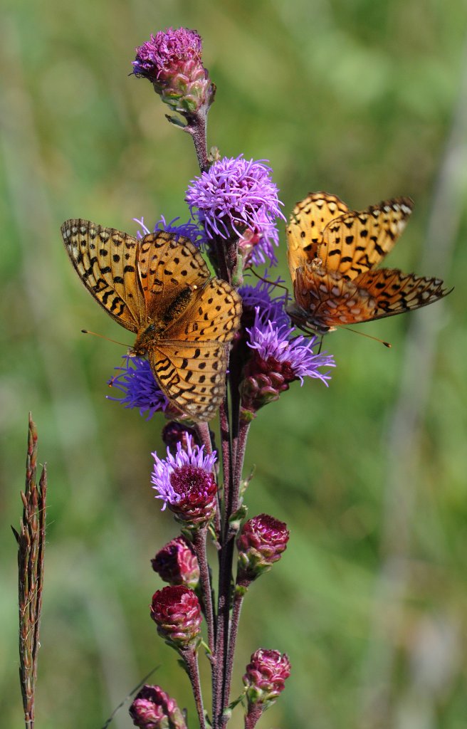 DSC_9853.jpg - Blazing Star