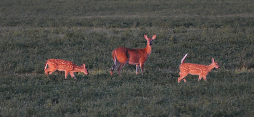 fawns.jpg - Fawns