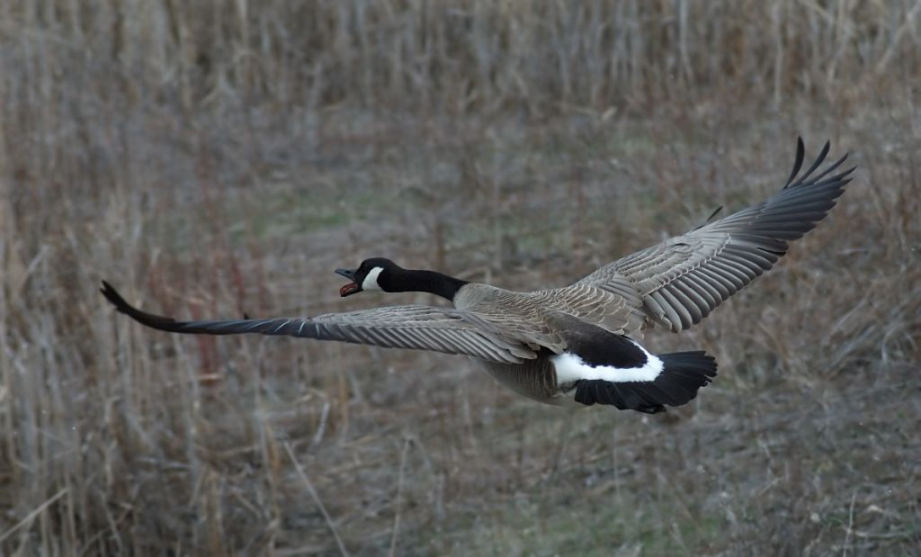 DSC_0061.jpg