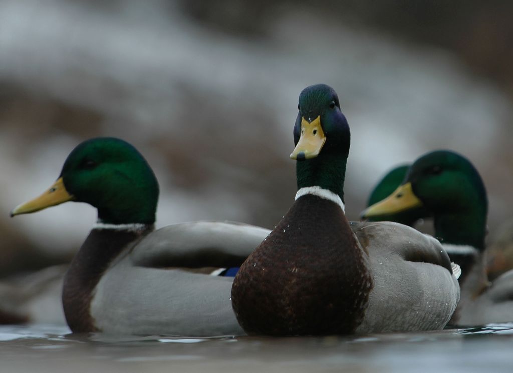 DSC_0159.jpg