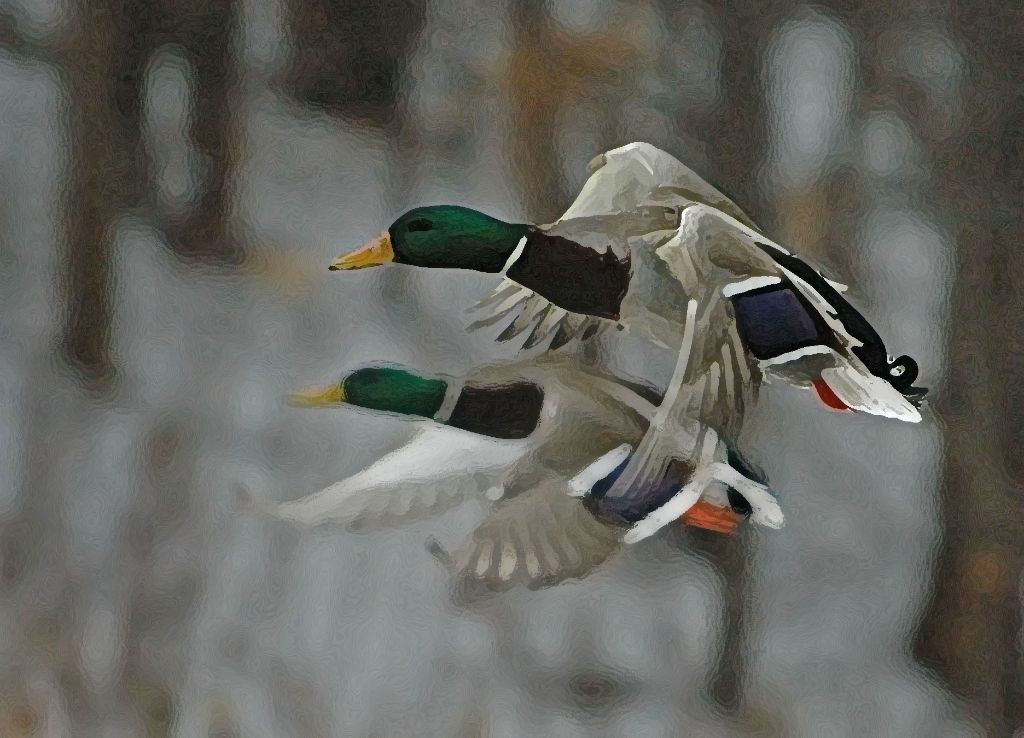 DSC_0190_paint.jpg