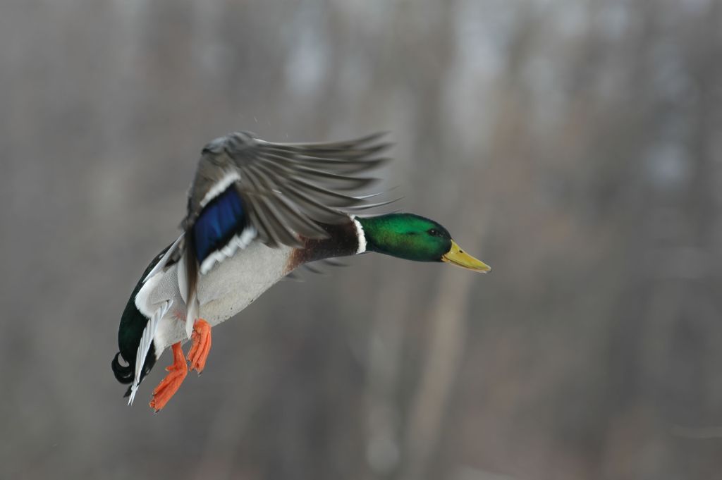 DSC_0392.jpg