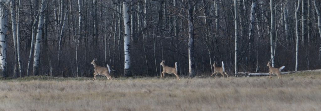 DSC_0454.jpg