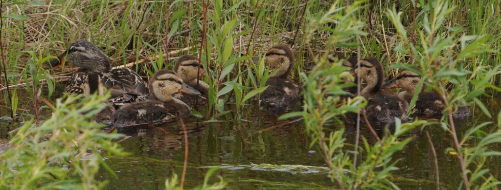 DSC_0760.jpg