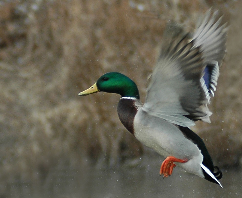 DSC_0761.jpg