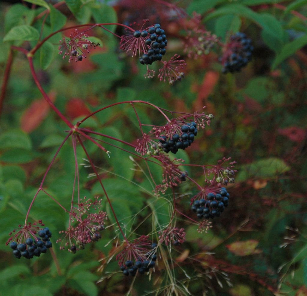 DSC_1247.jpg